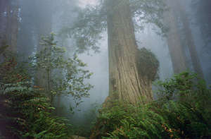 REDWOOD 
FOREST
